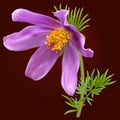 Pasque flower