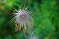 Pasque Flower is a species belonging to the buttercup family Ranunculaceae