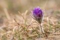 Pasque flower spring pulsatilla vulgaris