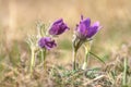 Pasque flower spring pulsatilla vulgaris