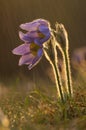 Pasque flower during sunset rain