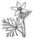 Pasque Flower vintage illustration