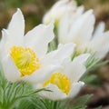Pasque flower white