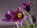 Pasque Flowers