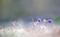 Pasque flowers Royalty Free Stock Photo
