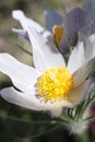 Pasque Flowers