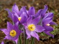 Violet Pasque flowers on meadow.