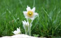 Pasque flowers