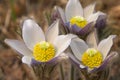Pasque flowers blooming