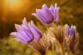 Pasque Flowers blooming on sunset meadow Royalty Free Stock Photo