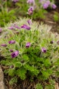 Pasque flowers