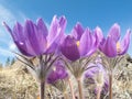 Pasque Flowers close-up in natural environment