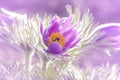 Pasque flowers