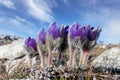 pasque flowers in mountains Royalty Free Stock Photo