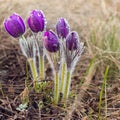 pasque flowers (Pulsatilla grandis) with drops of water, beautiful spring flower Royalty Free Stock Photo