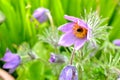 Pasque flowers 2