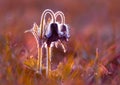 Pasque flowers