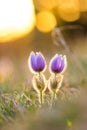 Pasque pulsatilla flower. Spring blossom on the sunset background, blooming meadow. Nice detail, colorful bokeh.