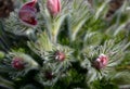 Spring flower with dense white hair called pasque flower Pulsatilla vulgaris Rubra buds and leaves in clump on flowerbed of sun Royalty Free Stock Photo