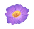 Pasque Purple Flower with Yellow Center Vector