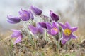 Pasque wild flower in bloom