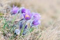 Pasque Wild Flower in Springtime