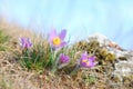 Pasque wild flowers blooming in spring Royalty Free Stock Photo