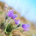 Pasque wild flowers blooming in spring Royalty Free Stock Photo