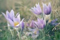 Pasque wild flowers blooming in spring Royalty Free Stock Photo