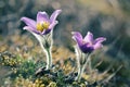 Pasque wild flowers blooming in springtime