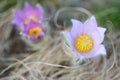 Pasque wild flowers in early springtime Royalty Free Stock Photo