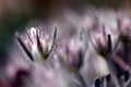 Pasqueflower Royalty Free Stock Photo