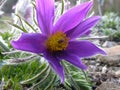 Pasqueflower Royalty Free Stock Photo