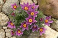 Pasqueflower