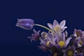 Pasqueflower on darkblue background Royalty Free Stock Photo