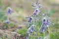 Pasqueflower in early blossom