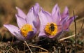 Pasqueflower - early spring flower
