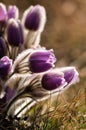 Pasqueflower - early spring flower