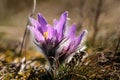 Pasqueflower - early spring flower