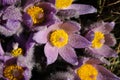 Pasqueflower - early spring flower