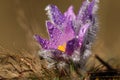 Pasqueflower - early spring flower