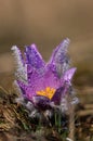 Pasqueflower - early spring flower