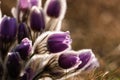 Pasqueflower - early spring flower