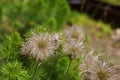 Pasqueflower fluffy ball, pulsatilla pratensis, pasque flower