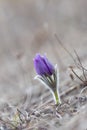 Pasqueflower - harbinger of spring.