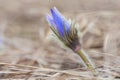 Pasqueflower - harbinger of spring.