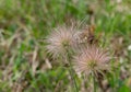 Pasqueflower in a  meadow Royalty Free Stock Photo