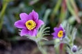 Pasqueflower on the meadow in the garden Royalty Free Stock Photo