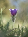 Pasqueflower in the morning sun Royalty Free Stock Photo