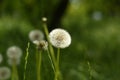 Pasqueflower